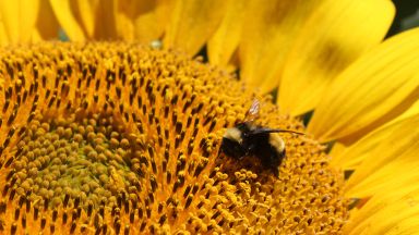 Fleur et bourdon