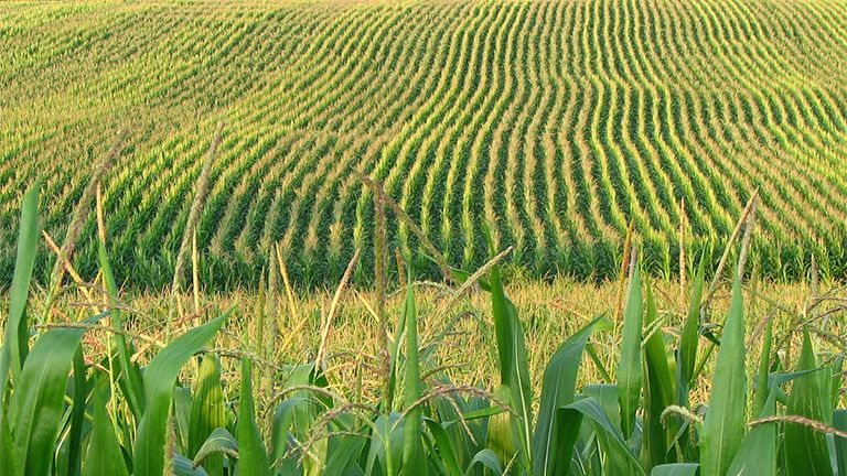 Champs de maïs