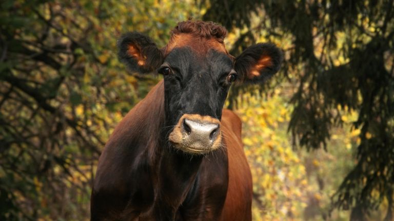 Vache Canadienne